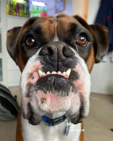 Boxer Dog Smiling😆 Boxer Dogs Smiling Dogs Dogs