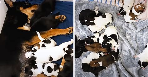 Rescued Pregnant Dog Gives Birth To Massive Litter Of Pups Madly Odd