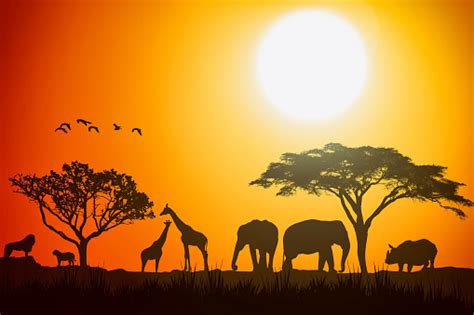African Landscape Scene Of Safari Animal Savannah Silhouette Sunset