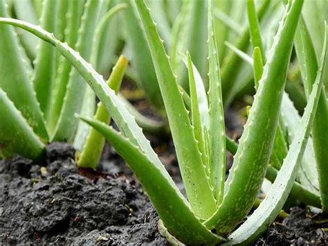 Aloe vera gel can soothe sunburns, fight acne, relieve irritation, moisturize dry patches, and help your skin in general, according to dermatologists. Khasiat Aloe Vera Untuk Ayam Aduan - Agen Sabung Ayam Online