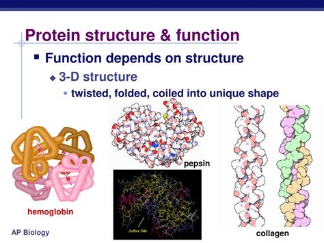 Ppt Ch 5 Macromolecules Part 2 Proteins And Nucleic Acids Powerpoint
