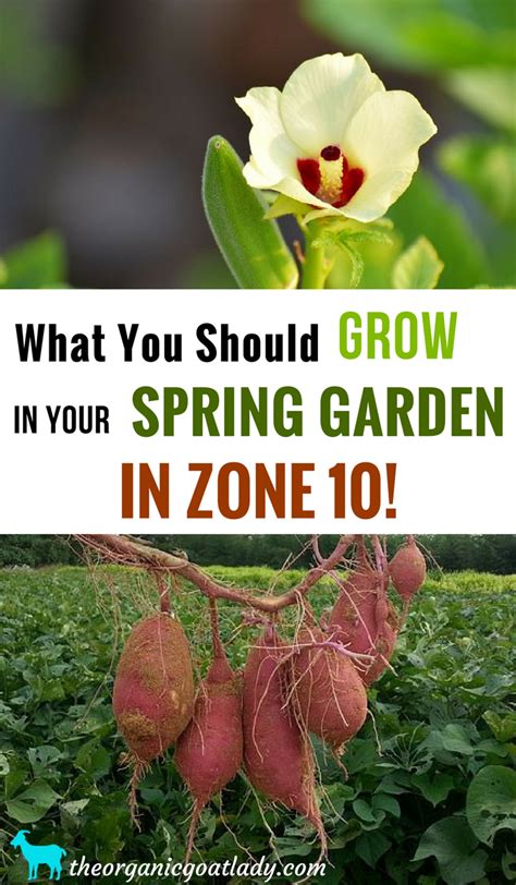 Maybe you would like to learn more about one of these? Zone 10 Plants To Grow In Your Spring Garden - The Organic ...