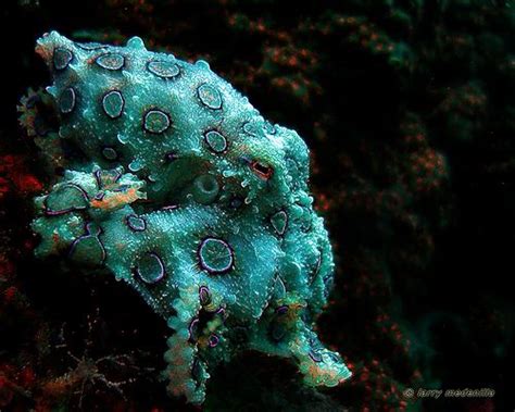 Blue Ring Octopus Sea Creatures Ocean Creatures