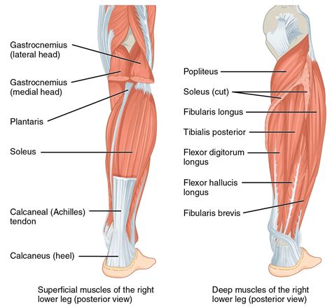 Muskulatur Von Unterschenkel Und Fu