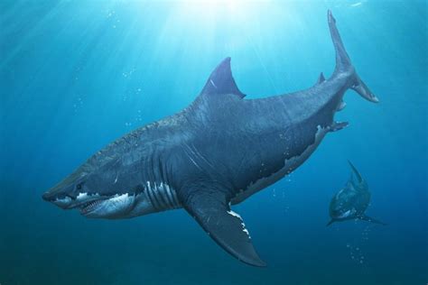 Megalodon The Largest Shark That Ever Lived Jinzo X