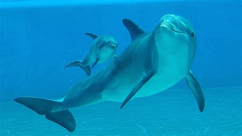 Baby Dolphin Born At The Mirage