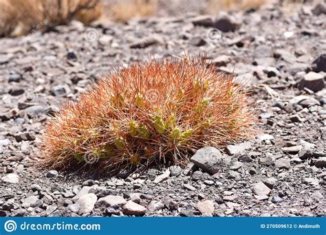 Cactus Atacama Desert Plants Detail Flora Colorfull Chile Stock Photo