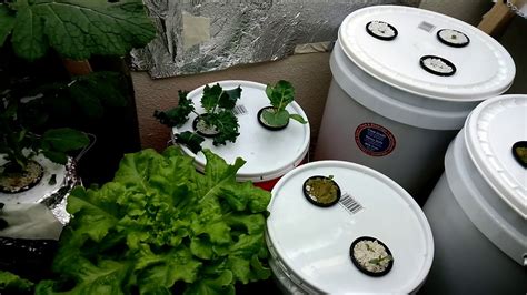 Indoor Kratky Hydroponic Simple System Youtube