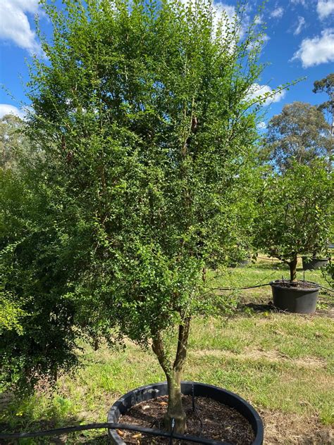 Native Australian Finger Lime Designer Trees Australia