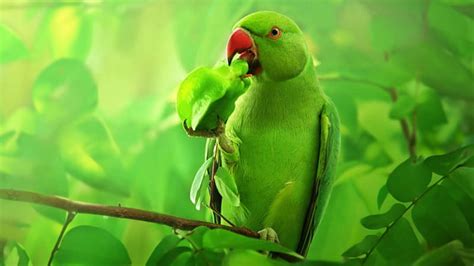 Green Parrot Wallpaper