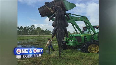 Nearly 14 Foot Alligator Killed During Hunt On Okeechobee Farm Youtube