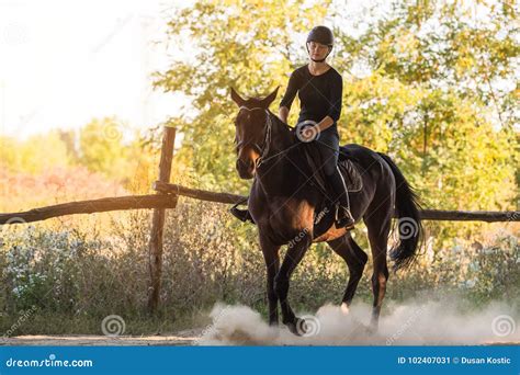 Beautiful Arabian Horse Run Gallop In Flower Field Stock Image Image