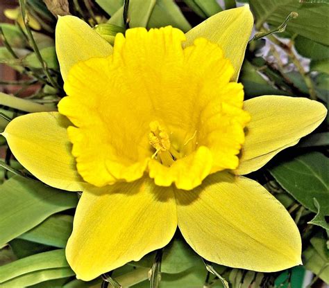 Flower Easter Bell Daffodil Spring Free Photo On Pixabay Pixabay