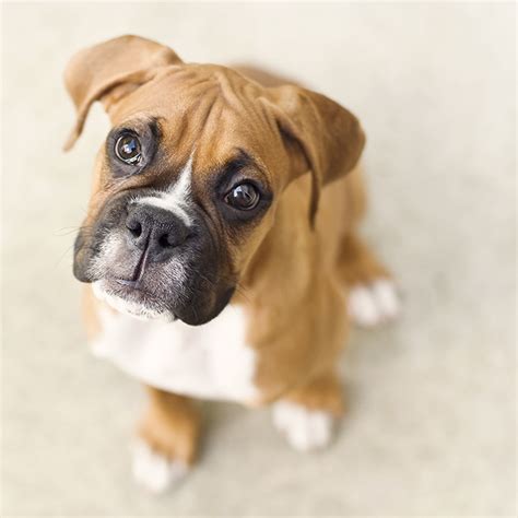 Boxer Puppies Cute Pictures And Facts Dogtime