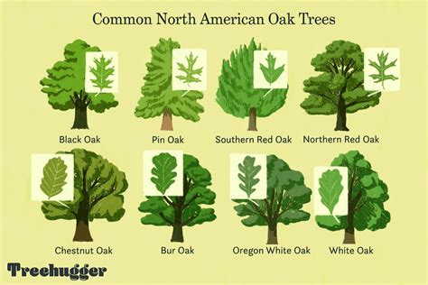 Oak Tree Identification Chart By Leaf Hot Sex Picture