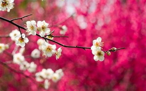 Spring Pink Tree Beauty Nature Flower Beautiful Wallpapers Hd