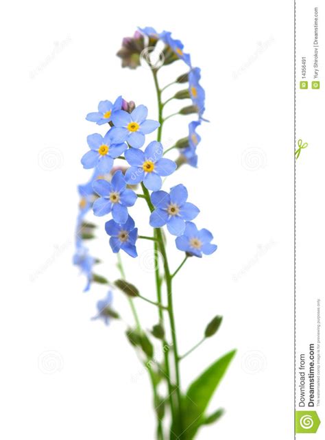 Forget Me Not Flower Isolated On White Background Blue And Pink Bloom