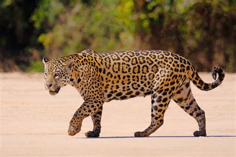 7 Curiosidades Sobre El Jaguar Mis Animales