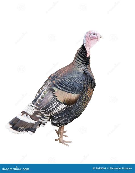 turkey isolated on white stock image image of white male 9925691