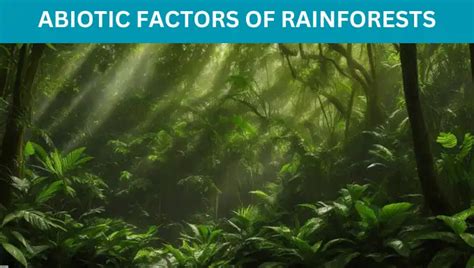 Abiotic Factors Of Rainforests Rainfall Light Temperature Soils