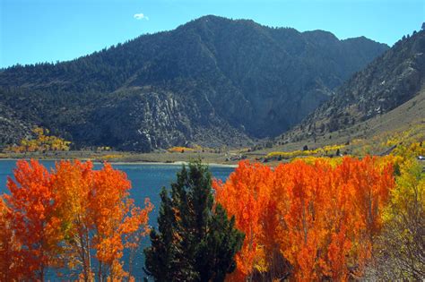 Fall Colors Abound In The Eastern Sierra Sierra Wave Eastern Sierra News
