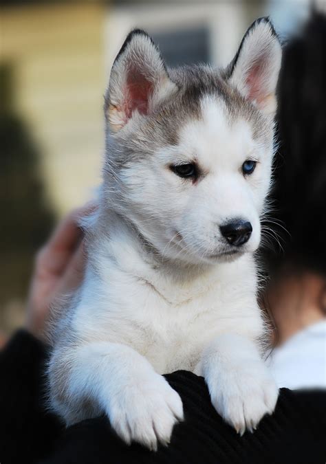 Siberian Husky Puppy Photo Taken February 22nd By Our Friend Tanya