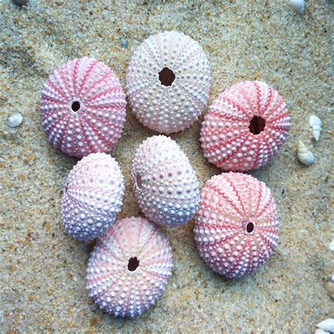 142 Pink Sea Urchin Pack Of 10 Beach Etsy