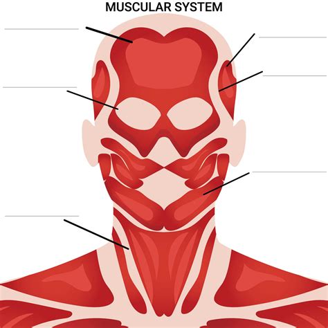 32 Head And Neck Muscles Diagram Wiring Diagram Database