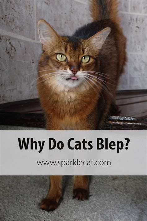 Why Cats Blep Is There Even A Meaning Summers Fabulous Cat Life