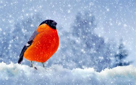 1920x1200 Bullfinch Snow Nature Birds Wallpaper Coolwallpapersme