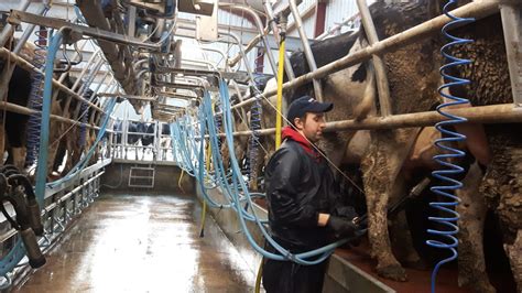 Co Tipperary Dairy Herd Sees 600lcow Milk Yield Boost With Rumen