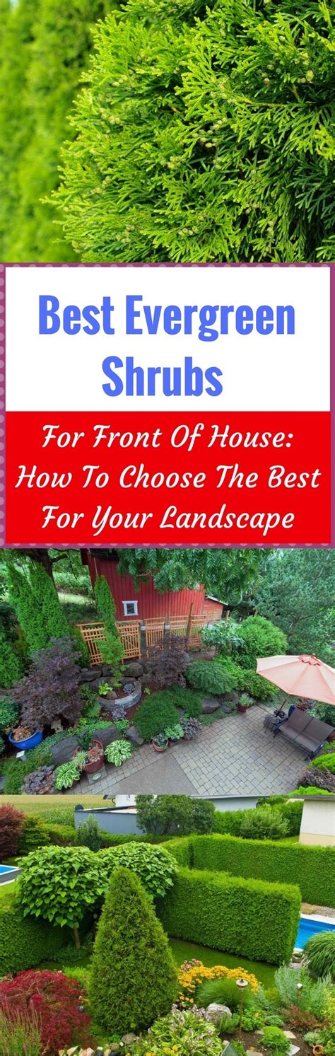 Best Evergreen Shrubs For Front Of House How To Choose The Best For