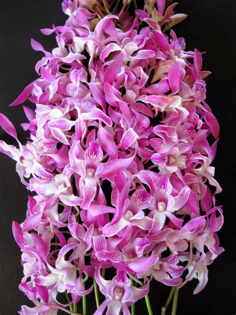 Ten Exquisite Pink Orchid Flowers For Spring Orchidaceous Orchid Blog