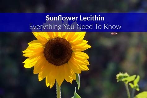 Sunflower Lecithin What Is Benefits Side Effects And More The