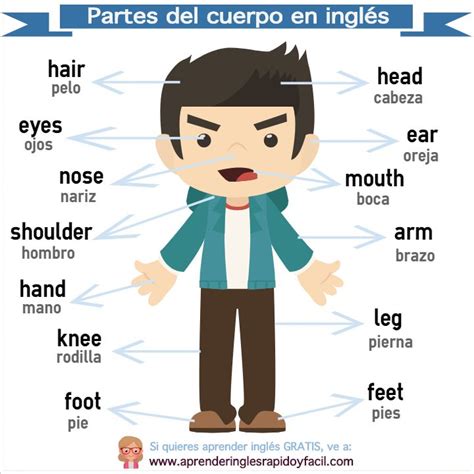 Download Dibujo De Un Cuerpo Humano Con Sus Partes En Ingles Images Ofi