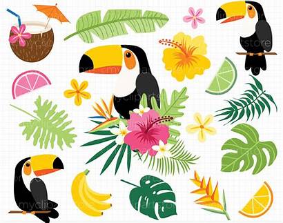 Toucan Tropical Clipart Vector Birds Summer Leaves