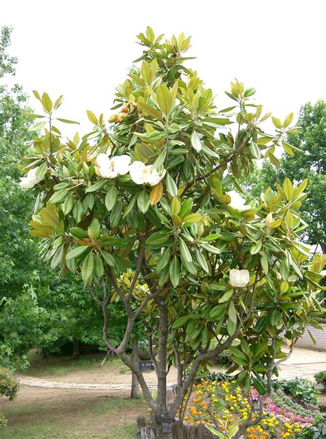Filemagnolia Grandiflora10 Wikipedia