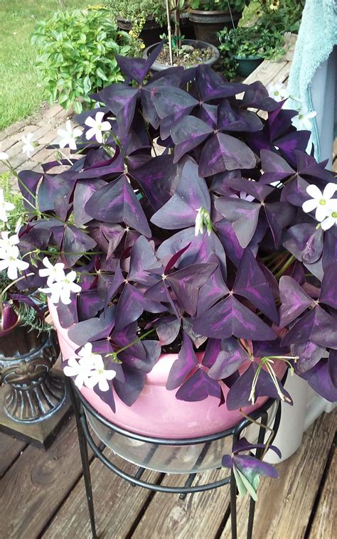 Erase all the guidelines that you drew in step one and then you can move to the next step. How to Grow Care for a Shamrock Plant | Houseplant 411 ...