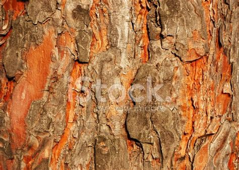 Pine Tree Bark Texture Stock Photo Royalty Free Freeimages