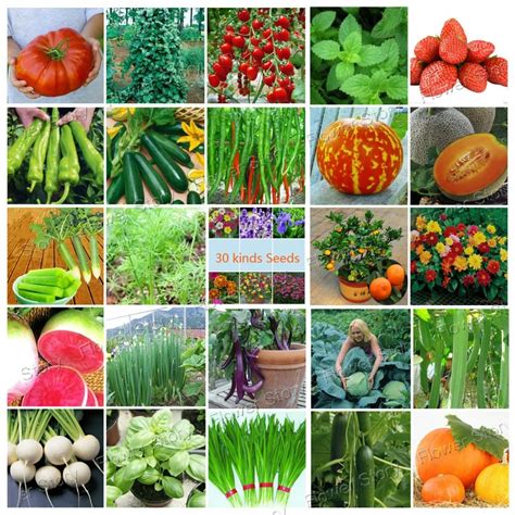 30 Kinds Mixed Seeds Of Vegetables And Fruits Survival Heirloom Garden