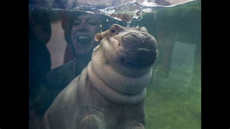Fiona The Hippo Watches As Couple Gets Engaged