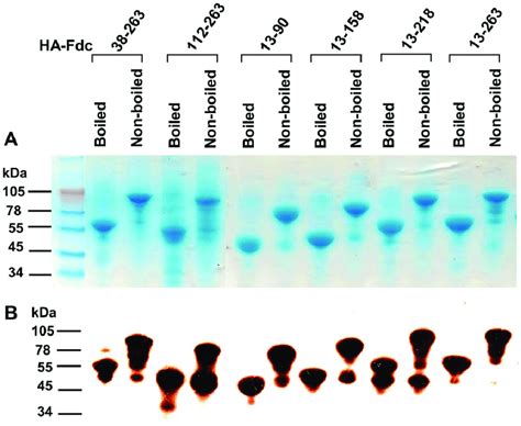 SDS PAGE And Western Blot Analysis Of Expressed Proteins Containing