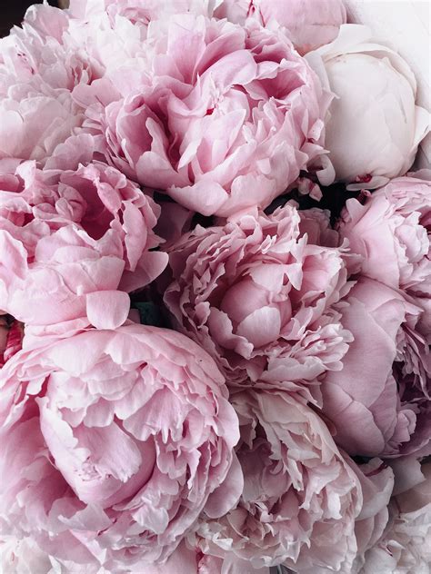 Great Photos Peonies Aesthetic Concepts The Peony Can Be Insanely