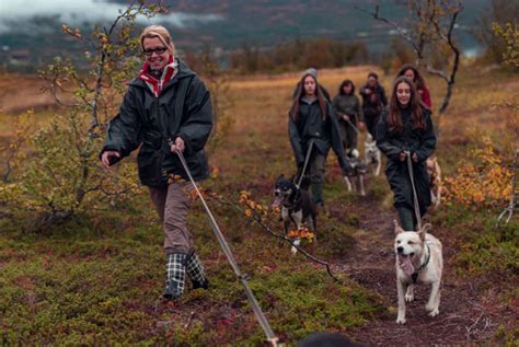Husky Hike And Aurora Camp Holidays 20232024 Best Served Scandinavia