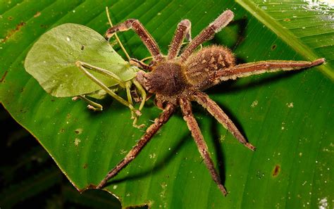 Brazilian Wandering Spider Photograph By Francesco Tomasinelli