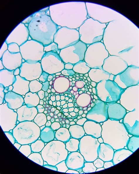 Chemically Fixed Cross Section Of A Vascular Bundle Botany
