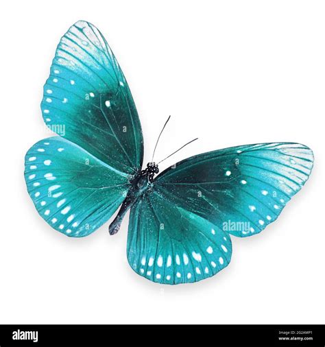 Blue Butterfly Flying Stock Photo Alamy