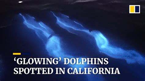 Dolphins ‘glow In The Dark As They Glide Through Bioluminescent Waves