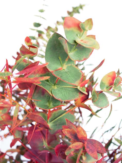 Eukalyptus - Gemischt in Herbstfarben bestellen | Blumigo