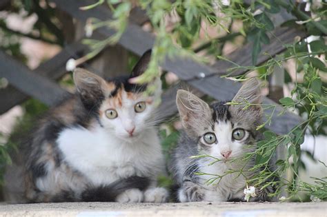 Kittens Cats Beautiful Free Photo On Pixabay Pixabay